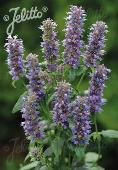 Agastache (Dropplant) foeniculum